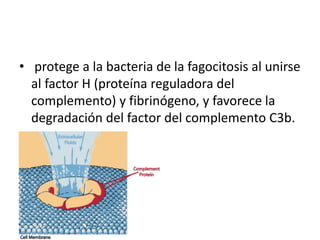 • protege a la bacteria de la fagocitosis al unirse
al factor H (proteína reguladora del
complemento) y fibrinógeno, y favorece la
degradación del factor del complemento C3b.
 