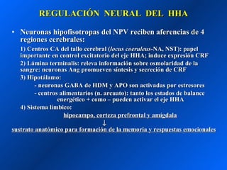REGULACIÓN  NEURAL  DEL  HHA Neuronas hipofisotropas del NPV reciben aferencias de 4 regiones cerebrales: 1) Centros CA del tallo cerebral ( locus coeruleus -NA, NST): papel importante en control excitatorio del eje HHA; induce expresión CRF 2) Lámina terminalis: releva información sobre osmolaridad de la sangre: neuronas Ang promueven síntesis y secreción de CRF 3) Hipotálamo:  - neuronas GABA de HDM y APO son activadas por estresores - centros alimentarios (n. arcuato): tanto los estados de balance  energético + como – pueden activar el eje HHA 4) Sistema límbico:    hipocampo, corteza prefrontal y amígdala  sustrato anatómico para formación de la memoria y respuestas emocionales 