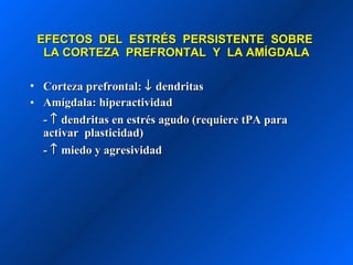 EFECTOS  DEL  ESTRÉS  PERSISTENTE  SOBRE  LA CORTEZA  PREFRONTAL  Y  LA AMÍGDALA Corteza prefrontal:    dendritas Amígdala: hiperactividad -    dendritas en estrés agudo (requiere tPA para  activar  plasticidad) -    miedo y agresividad 