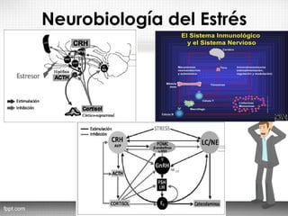 Neurobiología del Estrés
 