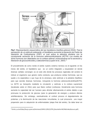 Fig.1. Representación esquemática del eje hipotálamo-hipófisis-adrenal (HHA). Tras la
percepción de un estímulo estresante, el hipotálamo aumenta la liberación de Factor de
liberación de Corticotropina (CRF), el cual activa la glándula pituitaria con la
consiguiente secreción de la hormona adrenocorticotropina (ACTH). Los niveles de
dicha hormona son detectados por la corteza adrenal, produciéndose así la secreción y
liberación de glucocorticoides y catecolaminas (Lupien et al., 2007). 2
El procedimiento de como recibe el estrés nuestro sistema nervioso es el siguiente: en los
inicios del estrés, el hipotálamo que es un centro integrador y orquestador en donde
diversas señales convergen; es en este sitio donde los procesos regionales del cerebro le
indican al organismo que genere cierta conducta, que produzca ciertas hormonas, que se
quede a la expectativa o que huya de la amenaza, este estimula a la pituitaria (hipófisis)
para que secrete diversas hormonas, incluyendo la hormona adrenocorticotrofina(ACTH).
La ACTH se transporta mediante la circulación y estimula a la corteza suprarrenal
(localizada sobre el riñón) para que libere cortisol (cortisona). Inicialmente esta hormona
aumenta la capacidad del ser humano para afrontar efectivamente el estrés debido a que
promueve la producción de glucosa (para la generación de energía) y produce efectos
antinflamatorios. Sin embargo, eventualmente el cortisol provoca el degradamiento de
proteínas y la disminución de las reacciones inmunitarias, lo cual provocaría una mayor
propensión para la adquisición de enfermedades (etapa final del estrés). Se debe tener en
2 Estrés y salud (http://tauja.ujaen.es/bitstream/10953.1/952/1/TFG_RosalesFern%C3%A1ndez,Rosaura.pdf)
 