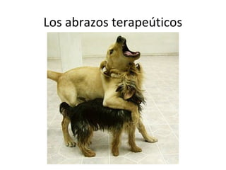 Los abrazos terapeúticos
 
