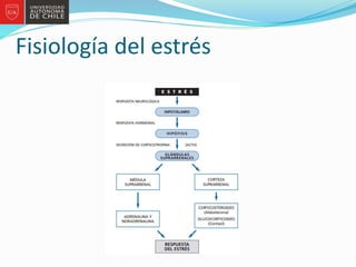 Fisiología del estrés
 