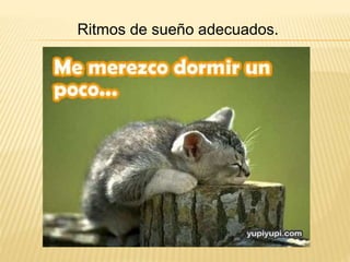 Ritmos de sueño adecuados. 
 