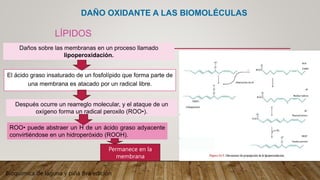 DAÑO OXIDANTE A LAS BIOMOLÉCULAS
El ácido graso insaturado de un fosfolípido que forma parte de
una membrana es atacado por un radical libre.
ROO• puede abstraer un H de un ácido graso adyacente
convirtiéndose en un hidroperóxido (ROOH).
Permanece en la
membrana
Bioquímica de laguna y piña 8va edición
LÍPIDOS
Daños sobre las membranas en un proceso llamado
lipoperoxidación.
Después ocurre un rearreglo molecular, y el ataque de un
oxígeno forma un radical peroxilo (ROO•).
 