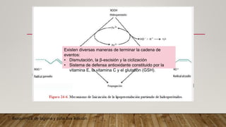 Existen diversas maneras de terminar la cadena de
eventos:
• Dismutación, la β-escisión y la ciclización
• Sistema de defensa antioxidante constituido por la
vitamina E, la vitamina C y el glutatión (GSH).
Bioquímica de laguna y piña 8va edición
 