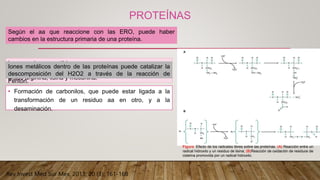 PROTEÍNAS
• Formación de carbonilos, que puede estar ligada a la
transformación de un residuo aa en otro, y a la
desaminación.
Figura Efecto de los radicales libres sobre las proteínas. (A) Reacción entre un
radical hidroxilo y un residuo de lisina; (B)Reacción de oxidación de residuos de
cisteína promovida por un radical hidroxilo.
Según el aa que reaccione con las ERO, puede haber
cambios en la estructura primaria de una proteína.
Los aa más susceptibles son:
histidina, prolina, cisteína, triptófano, tirosina y en menor
grado arginina, lisina y metionina.
Iones metálicos dentro de las proteínas puede catalizar la
descomposición del H2O2 a través de la reacción de
Fenton.
Rev Invest Med Sur Mex, 2013; 20 (3): 161-168
 