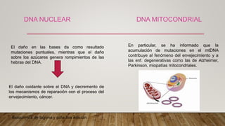 DNA NUCLEAR
El daño en las bases da como resultado
mutaciones puntuales, mientras que el daño
sobre los azúcares genera rompimientos de las
hebras del DNA.
El daño oxidante sobre el DNA y decremento de
los mecanismos de reparación con el proceso del
envejecimiento, cáncer.
Bioquímica de laguna y piña 8va edición
En particular, se ha informado que la
acumulación de mutaciones en el mtDNA
contribuye al fenómeno del envejecimiento y a
las enf. degenerativas como las de Alzheimer,
Parkinson, miopatías mitocondriales.
DNA MITOCONDRIAL
 