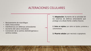 ALTERACIONES CELULARES
2. Daño en tejidos: por daño en lípidos, proteínas y
carbohidratos.
Estrés oxidativo: origen, evolución y consecuencias de la toxicidad del oxígeno, Nova - Publicación Científica en Ciencias Biomédicas - Issn: 1794-
2470 - Vol. 10 No. 18 Julio - Diciembre de 2012: 135 - 250
• Reclutamiento de macrófagos
• Daño mitocondrial
• Interferencia con defensas antioxidantes
• Aumento del calcio intracelular
• Conversión de la xantina deshidrogenasa a
xantina oxidasa.
1. Adaptación: Aumento de la actividad de
los sistemas de defensa antioxidante que
protege a la célula frente a daños futuros.
3. Muerte celular: por necrosis o apoptosis.
 