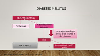 DIABETES MELLITUS
Hiperglicemia
Proteínas
Autoxidación de
azúcares
ERO
hemoxigenasa-1 que
afecta a las células-β
del páncreas
VIA SORBITOL disminución de NADPH
y GSH
Rev Invest Med Sur Mex, 2013; 20 (3): 161-168
 
