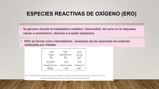 ESPECIES REACTIVAS DE OXÍGENO (ERO)
• Se generan durante el metabolismo oxidativo mitocondrial, así como en la respuesta
celular a xenobióticos, citocinas e invasión bacteriana.
• La mayoría de las especies reactivas de oxígeno se generan como subproductos durante
el transporte de electrones mitocondriales.
• ERO se forman como intermediarios necesarios de las reacciones de oxidación
catalizadas por metales.
 