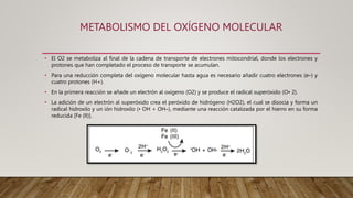 METABOLISMO DEL OXÍGENO MOLECULAR
• El O2 se metaboliza al final de la cadena de transporte de electrones mitocondrial, donde los electrones y
protones que han completado el proceso de transporte se acumulan.
• Para una reducción completa del oxígeno molecular hasta agua es necesario añadir cuatro electrones (e–) y
cuatro protones (H+).
• En la primera reacción se añade un electrón al oxígeno (O2) y se produce el radical superóxido (O• 2).
• La adición de un electrón al superóxido crea el peróxido de hidrógeno (H2O2), el cual se disocia y forma un
radical hidroxilo y un ión hidroxilo (• OH + OH–), mediante una reacción catalizada por el hierro en su forma
reducida [Fe (II)].
 