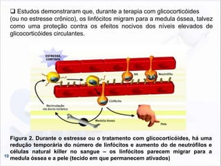 10
 Estudos demonstraram que, durante a terapia com glicocorticóides
(ou no estresse crônico), os linfócitos migram para a medula óssea, talvez
como uma proteção contra os efeitos nocivos dos níveis elevados de
glicocorticóides circulantes.
Figura 2. Durante o estresse ou o tratamento com glicocorticóides, há uma
redução temporária do número de linfócitos e aumento do de neutrófilos e
células natural killer no sangue – os linfócitos parecem migrar para a
medula óssea e a pele (tecido em que permanecem ativados)
 