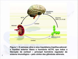 7
Figura 1. O estresse ativa o eixo hipotálamo-hipófise-adrenal:
a hipófise anterior libera o hormônio ACTH, que induz a
liberação de cortisol – principal hormônio regulador do
sistema imunológico – pelo córtex das glândulas adrenais.
 