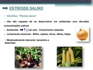 ESTRESSE SALINO
- não são capazes de se desenvolver em ambientes com elevadas
concentrações salinas
- Ambientes [ ] de sais: Crescimento reduzido
- Lentamente sensíveis: Milho, cebola, citrus, alface, feijão
• Glicófitas: “Plantas doces”
• Moderadamente tolerante: tamareira e
beterraba
 
