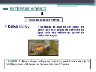 ESTRESSE HÍDRICO
 Falta ou excesso hídrico
 Déficit hídrico:  Conteúdo de água de um tecido ou
célula que está abaixo do conteúdo de
água mais alto exibido no estado de
maior hidratação
* 04/04/2013: Seca e ataque de lagartas prejudicam produtividade da soja na
BA (Globo.com) - 52 sacas por hectare caiu para 37 sacas
 