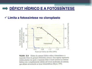 DÉFICIT HÍDRICO E A FOTOSSÍNTESE
 Limita a fotossíntese no cloroplasto
 