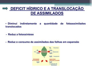 DEFICIT HÍDRICO E A TRANSLOCAÇÃO
DE ASSIMILADOS
• Diminui indiretamente a quantidade de fotoassimilados
translocados
- Reduz a fotossíntese
- Reduz o consumo de assimilados das folhas em expansão
 