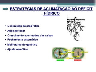 ESTRATÉGIAS DE ACLIMATAÇÃO AO DÉFICIT
HÍDRICO
• Diminuição da área foliar
• Crescimento acentuados das raízes
• Fechamento estomático
• Abcisão foliar
• Melhoramento genético
• Ajuste osmótico
 