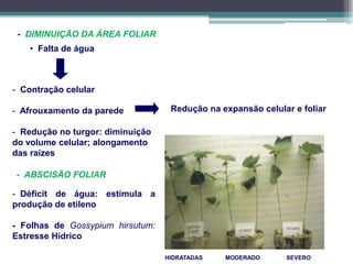 - DIMINUIÇÃO DA ÁREA FOLIAR
• Falta de água
- Contração celular
- Afrouxamento da parede
- Redução no turgor: diminuição
do volume celular; alongamento
das raízes
Redução na expansão celular e foliar
- ABSCISÃO FOLIAR
- Déficit de água: estimula a
produção de etileno
- Folhas de Gossypium hirsutum:
Estresse Hídrico
MODERADOHIDRATADAS SEVERO
 