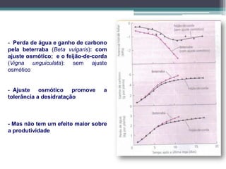 - Perda de água e ganho de carbono
pela beterraba (Beta vulgaris): com
ajuste osmótico; e o feijão-de-corda
(Vigna unguiculata): sem ajuste
osmótico
- Ajuste osmótico promove a
tolerância a desidratação
- Mas não tem um efeito maior sobre
a produtividade
 