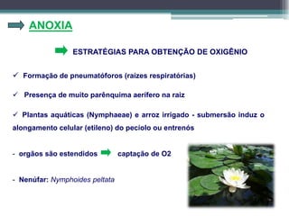 ANOXIA
 Formação de pneumatóforos (raízes respiratórias)
ESTRATÉGIAS PARA OBTENÇÃO DE OXIGÊNIO
 Presença de muito parênquima aerífero na raiz
 Plantas aquáticas (Nymphaeae) e arroz irrigado - submersão induz o
alongamento celular (etileno) do pecíolo ou entrenós
- orgãos são estendidos captação de O2
- Nenúfar: Nymphoides peltata
 
