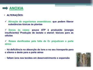 ANOXIA
 Ativação de organismos anaeróbicos: que podem liberar
substâncias tóxicas às plantas
 Danos às raízes: pouco ATP é produzido (energia
insuficiente)/ Produção de lactato e etanol: tóxicos para as
células
 Raízes danificadas pela falta de O2 prejudicam a parte
aérea:
- há deficiência na absorção de íons e no seu transporte para
o xilema e deste para a parte aérea
- faltam íons nos tecidos em desenvolvimento e expansão
• ALTERAÇÕES:
 