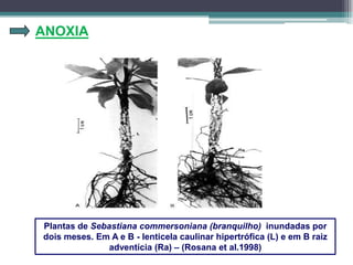 ANOXIA
Plantas de Sebastiana commersoniana (branquilho) inundadas por
dois meses. Em A e B - lenticela caulinar hipertrófica (L) e em B raiz
adventícia (Ra) – (Rosana et al.1998)
 