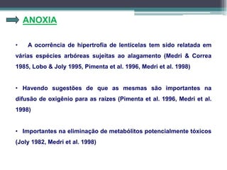 ANOXIA
• A ocorrência de hipertrofia de lenticelas tem sido relatada em
várias espécies arbóreas sujeitas ao alagamento (Medri & Correa
1985, Lobo & Joly 1995, Pimenta et al. 1996, Medri et al. 1998)
• Havendo sugestões de que as mesmas são importantes na
difusão de oxigênio para as raízes (Pimenta et al. 1996, Medri et al.
1998)
• Importantes na eliminação de metabólitos potencialmente tóxicos
(Joly 1982, Medri et al. 1998)
 