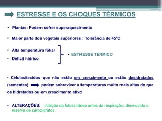 ESTRESSE E OS CHOQUES TÉRMICOS
• Plantas: Podem sofrer superaquecimento
• ESTRESSE TÉRMICO
• Maior parte dos vegetais superiores: Tolerância de 45ºC
• Alta temperatura foliar
• Déficit hídrico
• Células/tecidos que não estão em crescimento ou estão desidratados
(sementes) podem sobreviver a temperaturas muito mais altas do que
os hidratados ou em crescimento ativo
• ALTERAÇÕES: Inibição da fotossíntese antes da respiração: diminuindo a
reserva de carboidratos
 