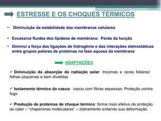 ESTRESSE E OS CHOQUES TÉRMICOS
• Diminuição da estabilidade das membranas celulares
 Diminuição da absorção da radiação solar: tricomas e ceras foliares/
folhas pequenas e bem divididas
• Excessiva fluidez dos lipídeos de membrana: Perda da função
• Diminui a força das ligações de hidrogênio e das interações eletrostáticas
entre grupos polares de proteínas na fase aquosa da membrana
ADAPTAÇÕES
 Isolamento térmico da casca: casca com fibras espessas: Proteção contra
fogo
 Produção de proteínas de choque térmico: forma mais efetiva de proteção
ao calor – “chaperonas moleculares” – dobramento evitando sua deformação
 