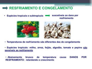 RESFRIAMENTO E CONGELAMENTO
• Espécies tropicais e subtropicais
• Temperaturas de resfriamento são diferentes das de congelamento
suscetíveis ao dano por
resfriamento
• Espécies tropicais: milho, arroz, feijão, algodão, tomate e pepino são
sensíveis ao resfriamento
• Abaixamento brusco de temperatura causa DANOS POR
RESFRIAMENTO: retardando o crescimento
 