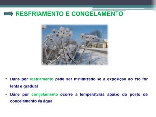 RESFRIAMENTO E CONGELAMENTO
• Dano por resfriamento pode ser minimizado se a exposição ao frio for
lenta e gradual
• Dano por congelamento ocorre a temperaturas abaixo do ponto de
congelamento da água
 