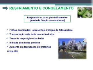 RESFRIAMENTO E CONGELAMENTO
Respostas ao dano por resfriamento
(perda de função de membrana)
 Folhas danificadas: apresentam inibição da fotossíntese
 Translocação mais lenta de carboidratos
 Taxas de respiração mais baixa
 Inibição de síntese protéica
 Aumento da degradação de proteínas
existentes
 