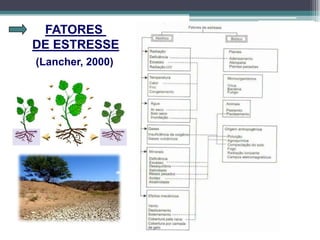 FATORES
DE ESTRESSE
(Lancher, 2000)
 