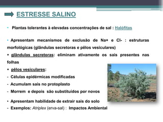 ESTRESSE SALINO
• Apresentam mecanismos de exclusão de Na+ e Cl- : estruturas
morfológicas (glândulas secretoras e pêlos vesiculares)
 glândulas secretoras: eliminam ativamente os sais presentes nas
folhas
 pêlos vesiculares:
- Células epidérmicas modificadas
- Acumulam sais no protoplasto
- Morrem e depois são substituídos por novos
• Plantas tolerantes à elevadas concentrações de sal : Halófitas
• Apresentam habilidade de extrair sais do solo
- Exemplos: Atriplex (erva-sal) : Impactos Ambiental
 