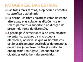  Nas fases mais tardias, a epiderme encontra-
se atrófica e aplainada;
 Na derme, as fibras elásticas estão bastante
alteradas; e as colágenas dispõem-se em
feixes paralelos à superfície na direção da
presumida força de distensão.
 A patologia é semelhante à de uma cicatriz,
no entanto, através da microscopia
eletrônica, observa-se que os fibroblastos
estão praticamente destituídos de organelas
de síntese (complexo de Golgi e retículo
endoplasmático rugoso), enquanto nas
cicatrizes estão bem desenvolvidos.
 