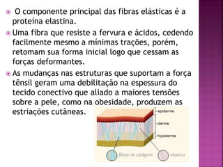  O componente principal das fibras elásticas é a
proteína elastina.
 Uma fibra que resiste a fervura e ácidos, cedendo
facilmente mesmo a mínimas trações, porém,
retomam sua forma inicial logo que cessam as
forças deformantes.
 As mudanças nas estruturas que suportam a força
tênsil geram uma debilitação na espessura do
tecido conectivo que aliado a maiores tensões
sobre a pele, como na obesidade, produzem as
estriações cutâneas.
 