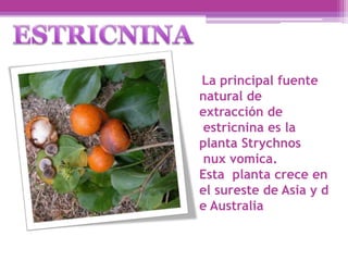 La principal fuente 
natural de 
extracción de 
estricnina es la 
planta Strychnos 
nux vomica. 
Esta planta crece en 
el sureste de Asia y d 
e Australia 
 