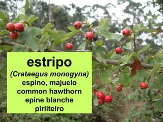 Estripo
estripeira
(Crataegus monogyna)
espino, majuelo
common hawthorn
epine blanche
pirliteiro
 