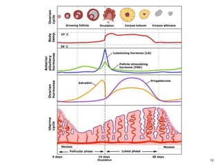 Female sex hormones | PPT