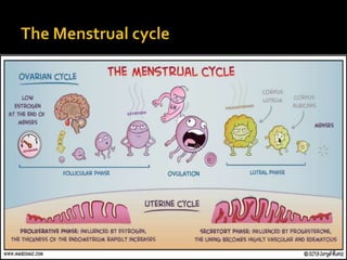 Female sex hormones | PPT
