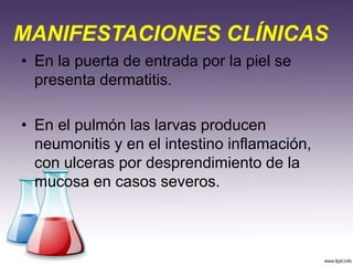 MANIFESTACIONES CLÍNICAS
• En la puerta de entrada por la piel se
presenta dermatitis.
• En el pulmón las larvas producen
neumonitis y en el intestino inflamación,
con ulceras por desprendimiento de la
mucosa en casos severos.
 