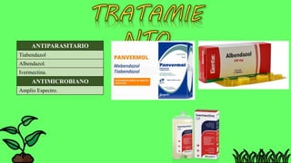 ANTIPARASITARIO
Tiabendazol
Albendazol.
Ivermectina.
ANTIMICROBIANO
Amplio Espectro.
 
