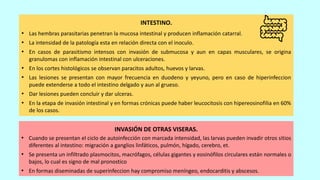 INTESTINO.
• Las hembras parasitarias penetran la mucosa intestinal y producen inflamación catarral.
• La intensidad de la patología esta en relación directa con el inoculo.
• En casos de parasitismo intensos con invasión de submucosa y aun en capas musculares, se origina
granulomas con inflamación intestinal con ulceraciones.
• En los cortes histológicos se observan paracitos adultos, huevos y larvas.
• Las lesiones se presentan con mayor frecuencia en duodeno y yeyuno, pero en caso de hiperinfeccion
puede extenderse a todo el intestino delgado y aun al grueso.
• Dar lesiones pueden concluir y dar ulceras.
• En la etapa de invasión intestinal y en formas crónicas puede haber leucocitosis con hipereosinofilia en 60%
de los casos.
INVASIÓN DE OTRAS VISERAS.
• Cuando se presentan el ciclo de autoinfección con marcada intensidad, las larvas pueden invadir otros sitios
diferentes al intestino: migración a ganglios linfáticos, pulmón, hígado, cerebro, et.
• Se presenta un infiltrado plasmocitos, macrófagos, células gigantes y eosinófilos circulares están normales o
bajos, lo cual es signo de mal pronostico
• En formas diseminadas de superinfeccion hay compromiso meníngeo, endocarditis y abscesos.
 