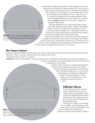 A females enters standing estrus gradually. Prior to standing estrus she may 
appear nervous and restless (for example, walking a fence line in search of 
a bull or bawling more than usual). Prior to standing to be mounted by a 
bull or other cows, she will usually try to mount other animals. These 
signs will progress until standing estrus occurs. Other signs that a 
cow might be in standing estrus are a roughed up tailhead, a clear 
mucous discharge from the vagina, and a swollen vulva. However, 
the only conclusive sign that a cow is in estrus is standing to be 
mounted by other animals. 
Following standing estrus, the ovulatory follicle that is present 
will ovulate, releasing the egg it contains. Rupture of the dominant 
follicle is referred to as ovulation and occurs between 24 and 32 
hours after the onset of standing estrus. Following the release of an 
egg from an ovulatory follicle the egg will enter the female reproduc-tive 
tract and be fertilized if the female has been mated. 
Following each standing estrus, a new estrous cycle will be initiated. In 
a normally cycling animal the interval between each standing estrus should 
be about 21 days (Fig 2), but the range in normal estrous cycle length is from 17 
to 24 days. When evaluating reproductive efficiency, it is important to realize that 
the interval between standing estrus can vary from 17 to 24 days. 
The Corpus Luteum 
Following ovulation, the different cells that make up the ovulatory follicle change function and become luteal cells that form the corpus 
luteum (CL). The CL is the main structure on the ovaries during the estrous cycle. 
The primary purpose of the CL is to produce 
progesterone, a hormone that regulates several physiological functions. Progesterone prepares the uterus for pregnancy, maintains the 
pregnancy if fertilization occurs, and also inhibits the cows from showing signs 
of standing estrus and ovulating. 
In general, as the CL increases in size during the beginning of 
the estrous cycle, progesterone production also increases. 
Elevated concentrations of progesterone can be detected 
about 5 days after standing estrus. If a cow does not 
become pregnant, concentrations of progesterone 
will begin to decrease around day 17 of the 
estrous cycle. This allows the cow to show 
standing estrus again around day 21 
(Fig 3). 
Follicular Waves 
In cattle, follicles develop in wave-like 
patterns, and follicular waves can be 
detected during most reproductive stages 
including the prepubertal period in heifers, 
during estrous cycles, pregnancy (except 
the last 30 days), and even during the ane-strous 
postpartum period. 
Following each ovulation, a new follicular 
wave is initiated. Several follicles are recruit-ed 
from a pool of small, growing follicles on the 
ovary and initiate a new follicular wave. 
Following recruitment of these follicles, a follicle is 
STANDING ESTRUS 
STANDING ESTRUS 
1 2 3 4 5 6 7 8 9 10 11 12 13 14 15 16 17 18 19 20 21 
Figure 2: The interval between each standing estrus is about 21 
days, but can range from 17 to 24 days. Ovulation occurs between 24 
and 32 hours after the initiation of standing estrus (indicated by the 
dark circles). 
STANDING ESTRUS 
STANDING ESTRUS 
1 2 3 4 5 6 7 8 9 10 11 12 13 14 15 16 17 18 19 20 21 
Figure 3: Demonstrates the growth and regression of the CL during the estrous cycle 
along with changes in concentration of progesterone that occur. Following ovulation, cells 
from the ovulatory follicle change function and become luteal cells forming the CL (open 
circles). Concentrations of progesterone increase following the growth of the CL, and 
decrease with the regression of the CL (dashed line). 
 