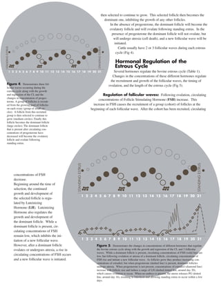 then selected to continue to grow. This selected follicle then becomes the 
dominant one, inhibiting the growth of any other follicles. 
In the absence of progesterone, the dominant follicle will become the 
ovulatory follicle and will ovulate following standing estrus. In the 
presence of progesterone the dominant follicle will not ovulate, but 
will undergo atresia (cell death), and a new follicular wave will be 
initiated. 
Cattle usually have 2 or 3 follicular waves during each estrous 
cycle (Fig 4). 
Hormonal Regulation of the 
Estrous Cycle 
Several hormones regulate the bovine estrous cycle (Table 1). 
Changes in the concentrations of these different hormones regulate 
the recruitment and growth of the follicular waves, the timing of 
ovulation, and the length of the estrous cycle (Fig 5). 
Regulation of follicular waves: Following ovulation, circulating 
concentrations of Follicle Stimulating Hormone (FSH) increase. This 
increase in FSH causes the recruitment of a group (cohort) of follicles at the 
beginning of each follicular wave. After the cohort has been recruited, circulating 
concentrations of FSH 
decrease. 
Beginning around the time of 
selection, the continued 
growth and development of 
the selected follicle is regu-lated 
by Luteinizing 
Hormone (LH). Luteinizing 
Hormone also regulates the 
growth and development of 
the dominant follicle. While a 
dominant follicle is present, cir-culating 
concentrations of FSH 
remain low, which inhibits the ini-tiation 
of a new follicular wave. 
However, after a dominant follicle 
ovulates or undergoes atresia, a rise in 
circulating concentrations of FSH occurs 
and a new follicular wave is initiated. 
STANDING ESTRUS 
STANDING ESTRUS 
1 2 3 4 5 6 7 8 9 10 11 12 13 14 15 16 17 18 19 20 21 
Figure 4: Demonstrates three fol-licular 
waves occurring during the 
estrous cycle along with the growth 
and regression of the CL and the 
changes in concentration of proges-terone. 
A group of follicles is recruit-ed 
from the growing pool of follicles 
on each ovary (group of small cir-cles). 
A follicle from this recruited 
group is then selected to continue to 
grow (medium circles). Finally this 
follicle becomes the dominant follicle 
(large circles). The dominant follicle 
that is present after circulating con-centrations 
of progesterone have 
decreased will become the ovulatory 
follicle and ovulate following 
standing estrus. 
STANDING ESTRUS 
STANDING ESTRUS 
1 2 3 4 5 6 7 8 9 10 11 12 13 14 15 16 17 18 19 20 21 
1 2 3 4 5 6 7 8 9 10 11 12 13 14 15 16 17 18 19 20 21 
Figure 5: Demonstrates the changes in concentrations of different hormones that regulate 
the bovine estrous cycle along with the growth and regression of the CL and 3 follicular 
waves. While a dominant follicle is present, circulating concentrations of FSH (solid line) are 
low, but following ovulation or atresia of a dominant follicle, circulating concentrations of 
FSH rise and initiate a new follicular wave. As follicles grow they produce increasing con-centrations 
of estradiol, but when progesterone (dashed line) is present, dominant follicles 
undergo atresia. When progesterone is not present, concentrations of estradiol (diamond line) 
increase with follicle size and induce a surge of LH (dashed dotted line, around day 20), 
which causes ovulation to occur. When no embryo is present, the uterus releases PG (dotted 
line, around day 16), resulting in luteolysis and allowing standing estrus to occur within a few 
days. 
 