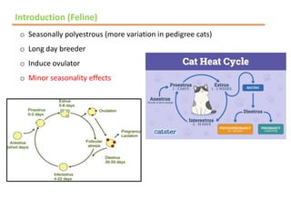 Polyesterous Estrous cycle in canine & felines gynaecological | PDF