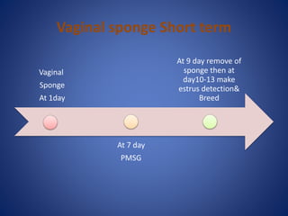 Vaginal sponge Short term
Vaginal
Sponge
At 1day
At 7 day
PMSG
At 9 day remove of
sponge then at
day10-13 make
estrus detection&
Breed
 