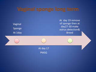 Vaginal sponge long term
Vaginal
Sponge
At 1day
At day 17
PMSG
At day 19 remove
of sponge then at
day27-30 make
estrus detection&
Breed
 